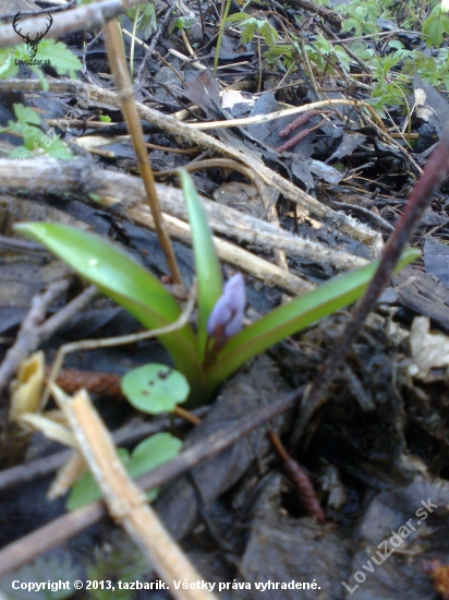 Scilla bifolia - Scila dvojlista