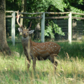 raritní Sika Dybowského