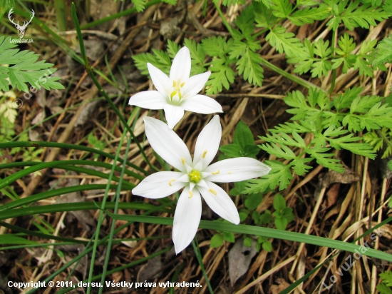 bledavka - Ornithogalum sp.