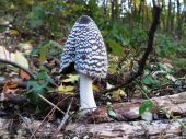 hnojník strakatý - Coprinopsis picacea