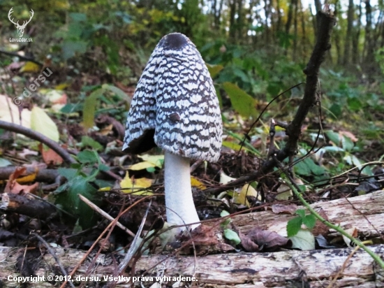 hnojník strakatý - Coprinopsis picacea