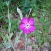 kukučka vencová /Lychnis coronaria/