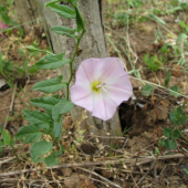 pupenec roľný /Convolvulus arvensis/