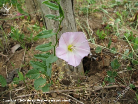 pupenec roľný /Convolvulus arvensis/