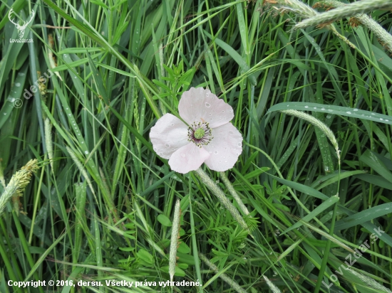 Papaver dubium ssp. austromoravicum