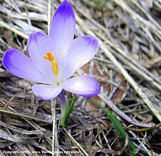 Krokus..