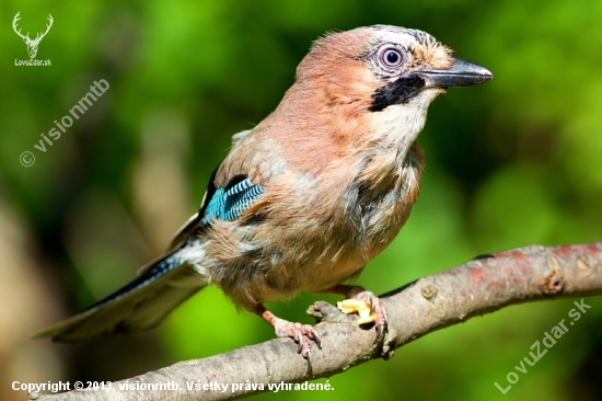 Sojka obecná (Garrulus glandarius)