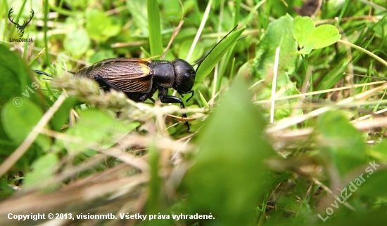 Svrček poľný - Gryllus campestris