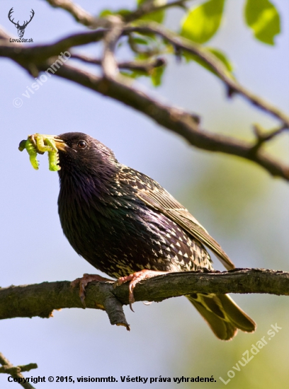 Škorec lesklý _ Sturnus vulgaris