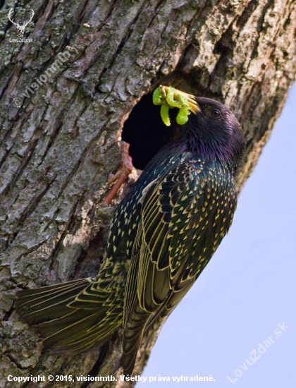 Škorec lesklý _ Sturnus vulgaris