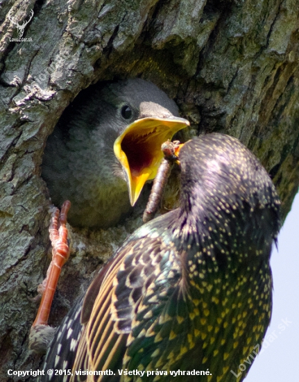 Škorec lesklý _ Sturnus vulgaris