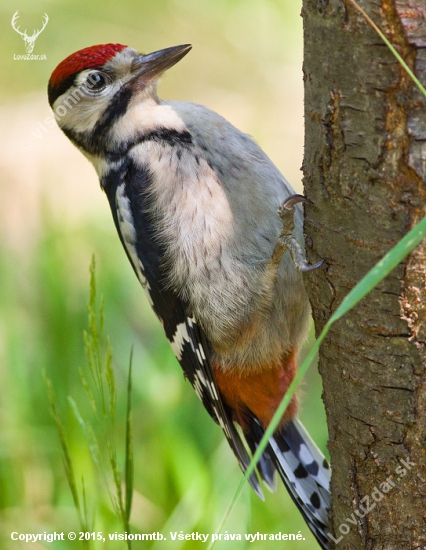 Dendrocopos major