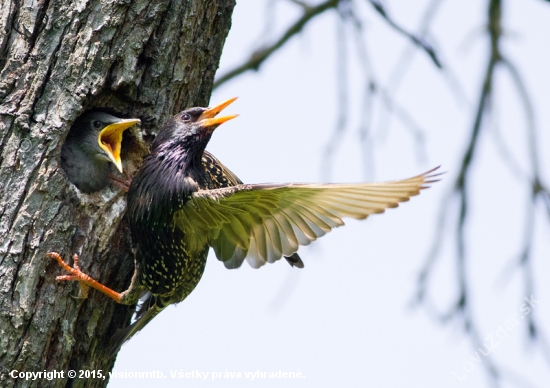 Škorec lesklý _ Sturnus vulgaris