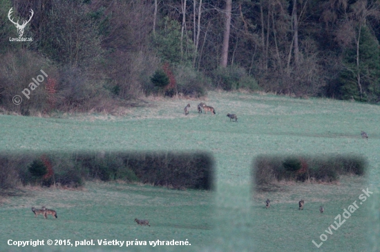 Vlčia rodinka - dokumentačné foto