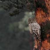 Sova dlhochvostá (Strix uralensis)