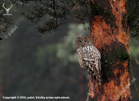 Sova dlhochvostá (Strix uralensis)