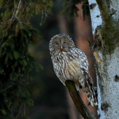 Sova dlhochvostá (Strix uralensis)