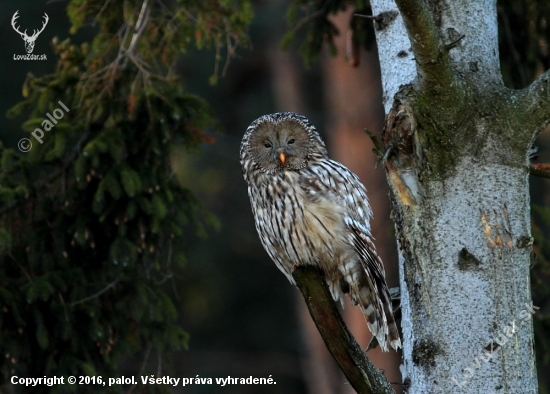 Sova dlhochvostá (Strix uralensis)