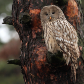 Sova dlhochvostá (Strix uralensis)