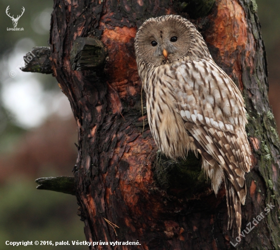 Sova dlhochvostá (Strix uralensis)