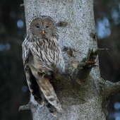 Sova dlhochvostá (Strix uralensis)