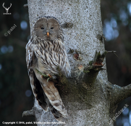 Sova dlhochvostá (Strix uralensis)