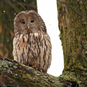 Sova dlhochvostá (Strix uralensis)