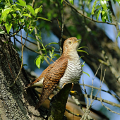 Kukučka obyčajná (Cuculus canorus) - samička