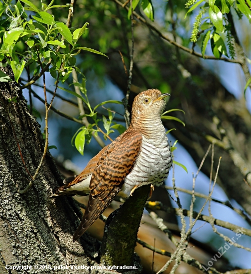 Kukučka obyčajná (Cuculus canorus) - samička