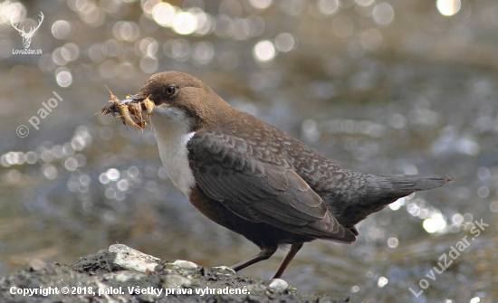 Cinclus cinclus - obedná donáška