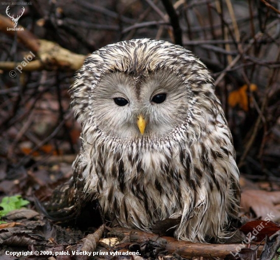 Sova dlhochvostá (Strix uralensis)