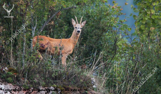 Mladík zo Skalíc. - Srnec lesný (Capreolus capreolus)