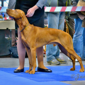 Prague Expo Dog 1.11.2014-2.11.2014