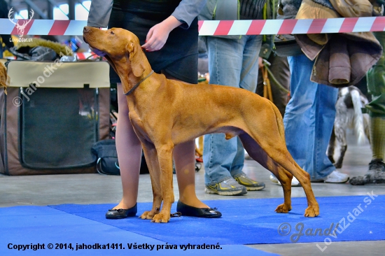 Prague Expo Dog 1.11.2014-2.11.2014