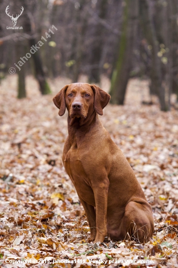 GCH FENIX NITRIANSKE JANÍKOVCE