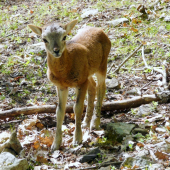 Krásne očká