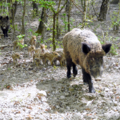 Prichádza mamka diviačica