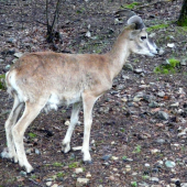 Čertík