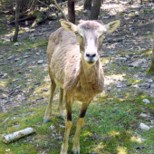 Mamkin pohľad