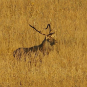 JELEŇ IV.