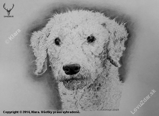 Bedlington terrier