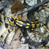 salamandra