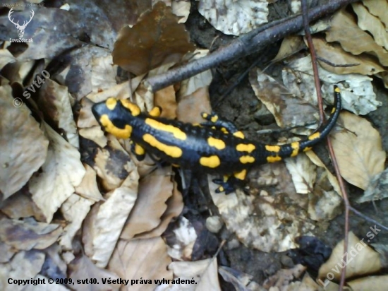 salamandra