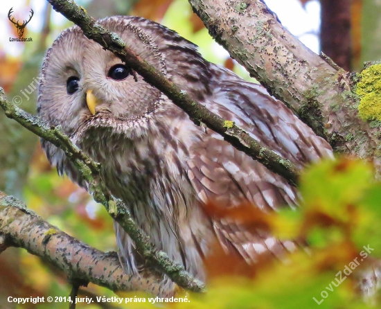 Sova dlhochvostá  (Strix uralensis)