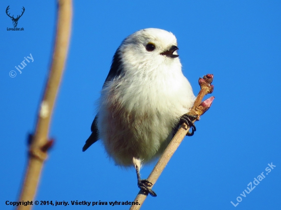 Mlynárka dlhochvostá (Aegithalos caudatus)