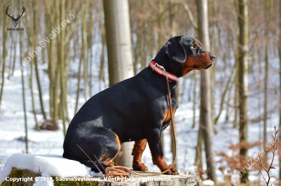 Cora spod Kamenného Janka