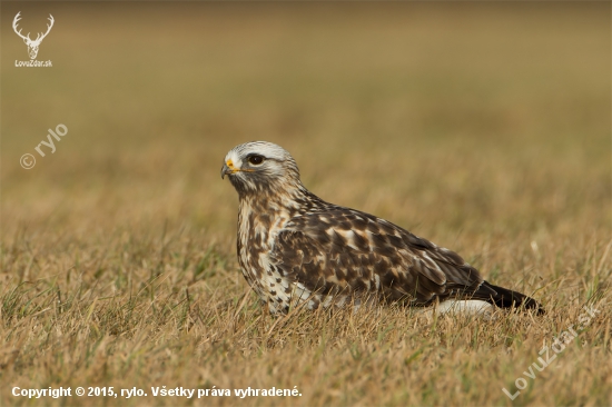 Buteo lagopus (Myšiak severský)