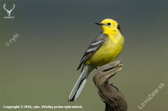 Motacilla citreola