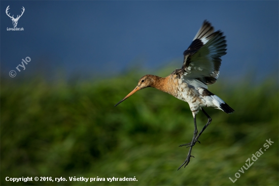 Limosa limosa (brehár čiernochvostý)