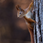 Sciurus vulgaris